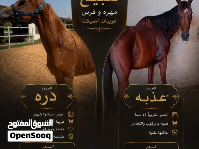 فرس و مهره