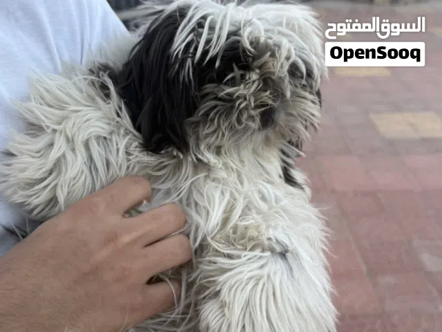 مطلوب كلب للتبني
