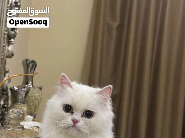 قطط بريطانية لونق هير