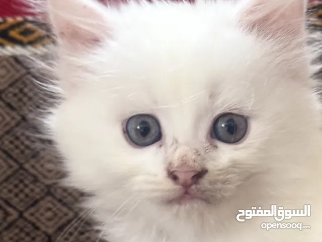 نوع القط شرازي ذكر العمر شهرين