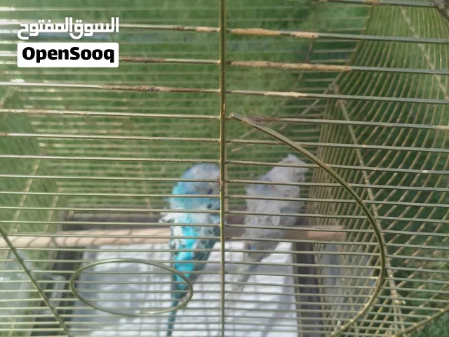طيور الحب مزواج
