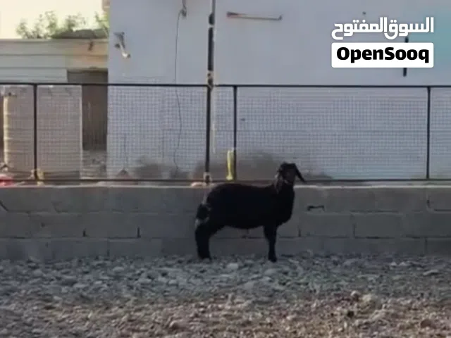 حمله الدار