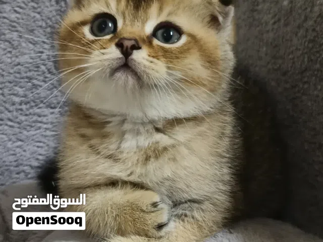 ذكر اسكوتش قولد