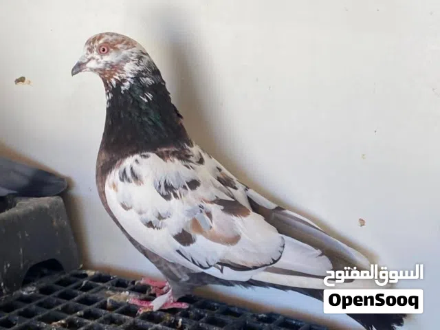 بسم الله ما شاء الله لا قوة إلا بالله كوبيتين حمام باكستاني للبيع ..