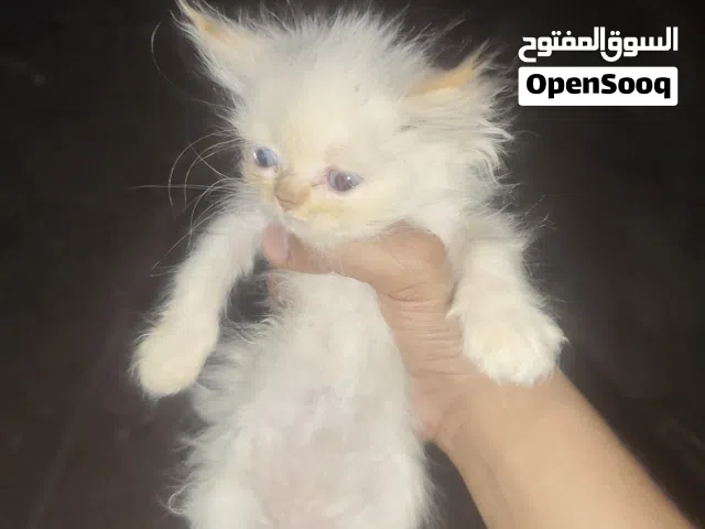 تلاتة قطط شيرازي مع امهم للبيع