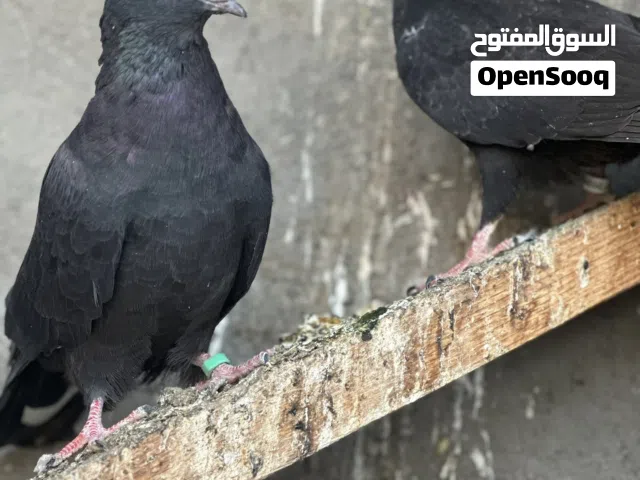 حمام صيد للبيع