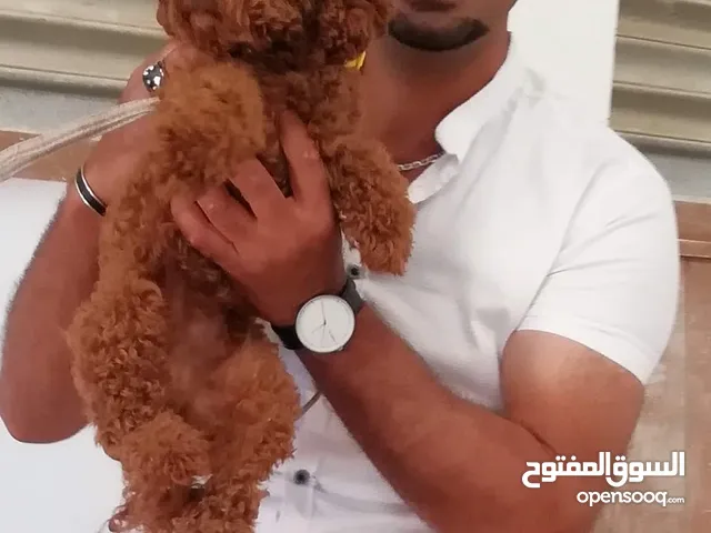 توي بودل متوفر ياسر الزعبي