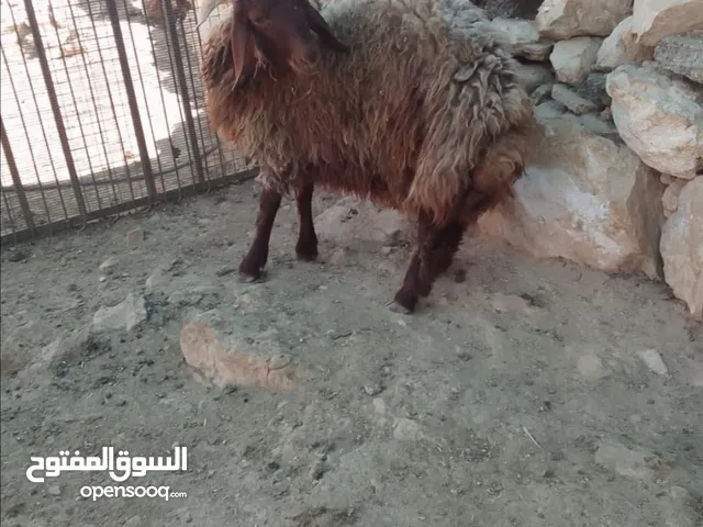 خرفان بلدي
