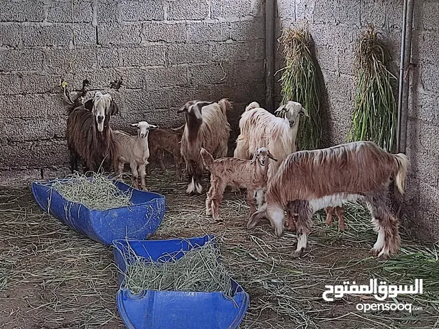 بيع اغنام مع اولادهم