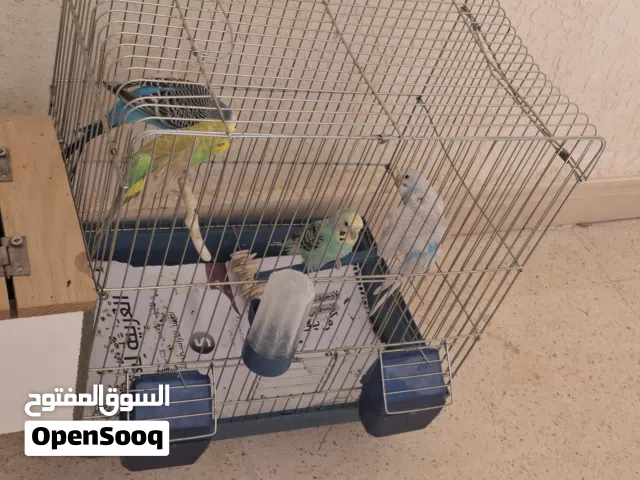 عصافير للبيع بالسعر الي بناسبكم