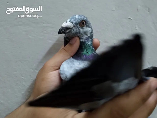 فحل زومبي بصلاة على نبي
