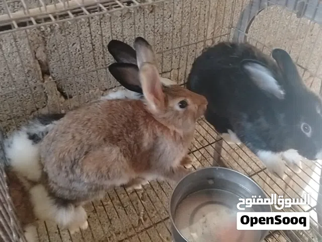 ارانب للبيع