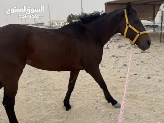 فرس ًًًًًًً