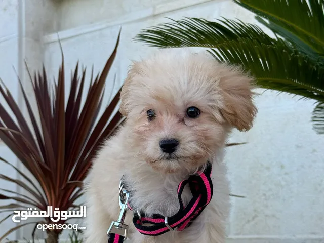Maltese dog for sale 100 jd