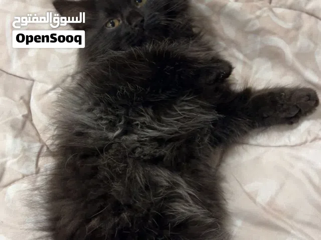 انثى هملايا بلاك