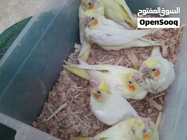 كوكتيل لاتينو