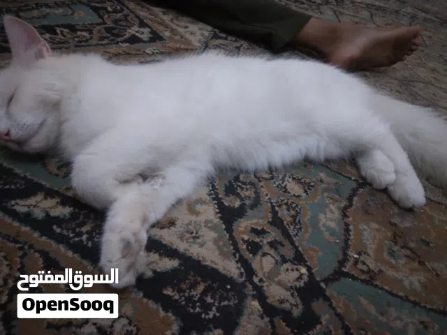 قطة لبيع انثى شيرازية العمر سنة