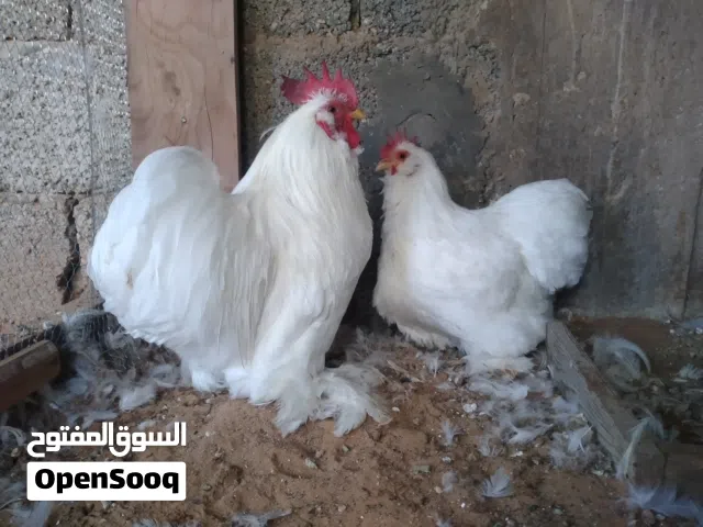 كوبيه استورالي أبيض تلجي سولاله الله ايبارك