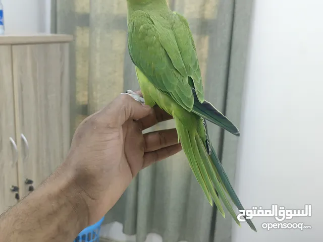 فرح ببغاء للبيع