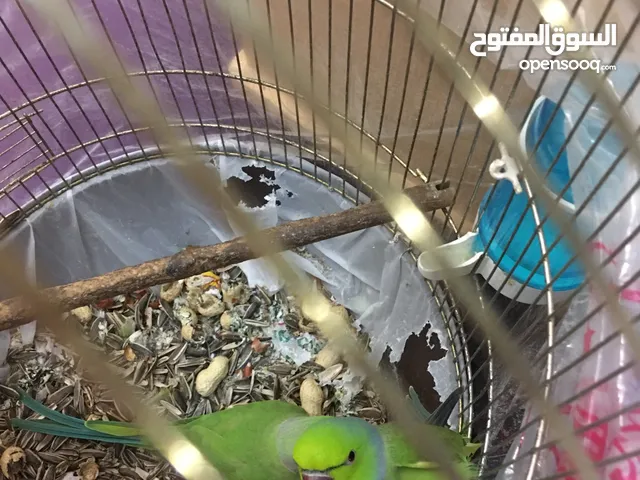 بيع اثنين ببغاء ذكور