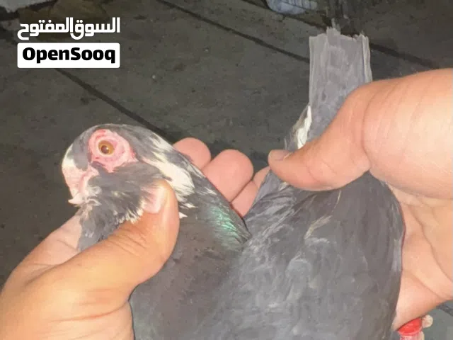 عندي حمام للبدل على كلب جيرمن او ملينو اهم شي شرس او صغير في 8 حمامات نضاف من شام وجوزين و5 عسكريات