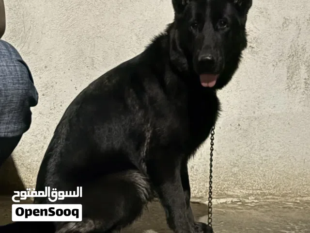 كلبه مخنوبه من بوسليم