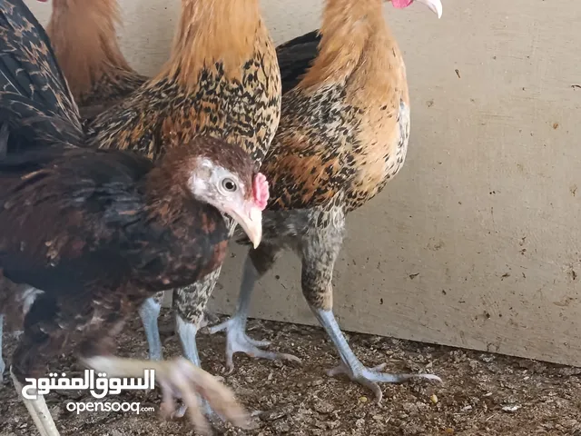 متاح ديكه فيومي ذهبي خط اول