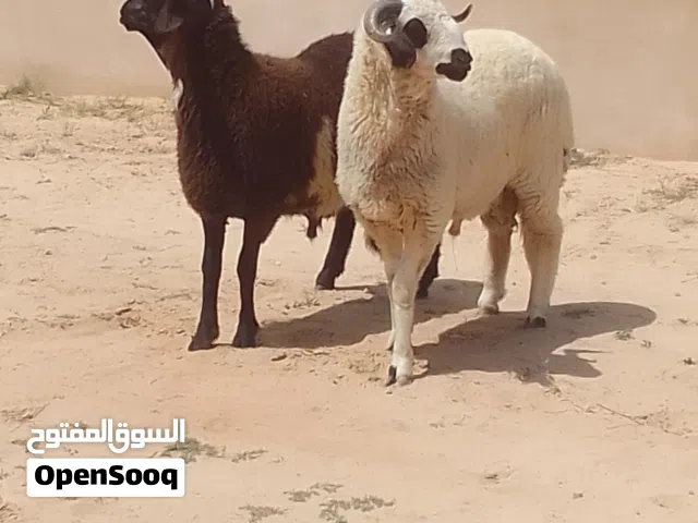 زوز خرفان العمر  10شهور