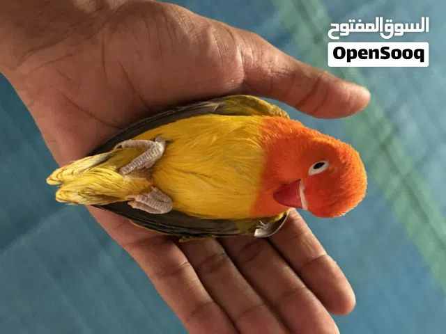 فيشر للبيع
