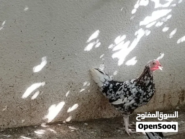 للبيع دجاج عمانيات 6