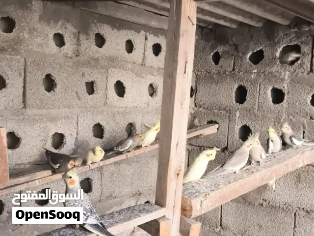 اقرا الزصف بسم الله مشاءالله كوكتيل للبيع