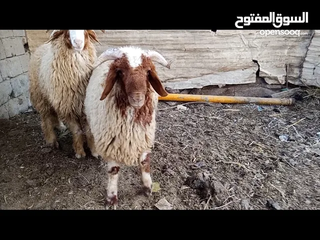 طلين 2 كلش سمان