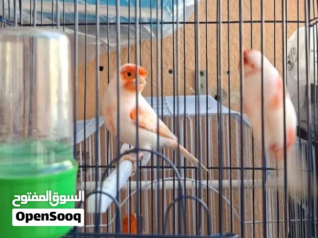 كناري اوربي حجل 25