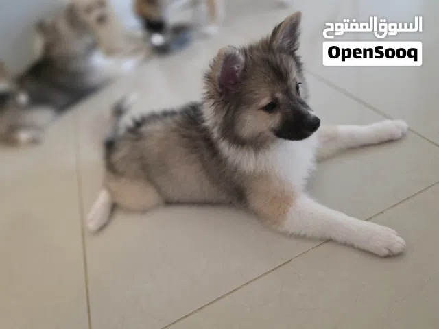 eshpitz pameranian 3month old with passport  and vaccinated female and male