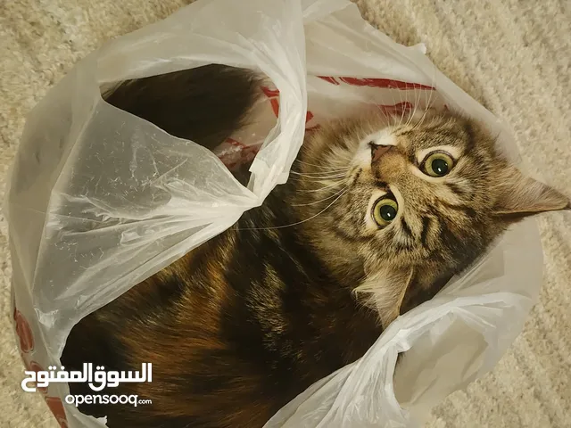 بسة كيتن للتبني بالزرقاء