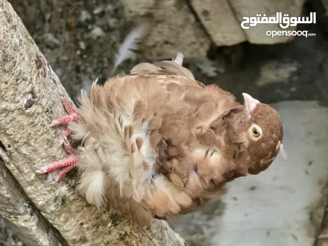 حمام كشكي للبيع