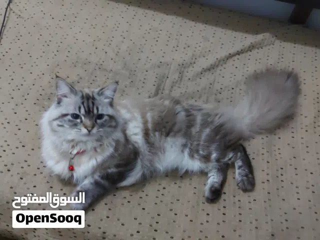 cat addoption