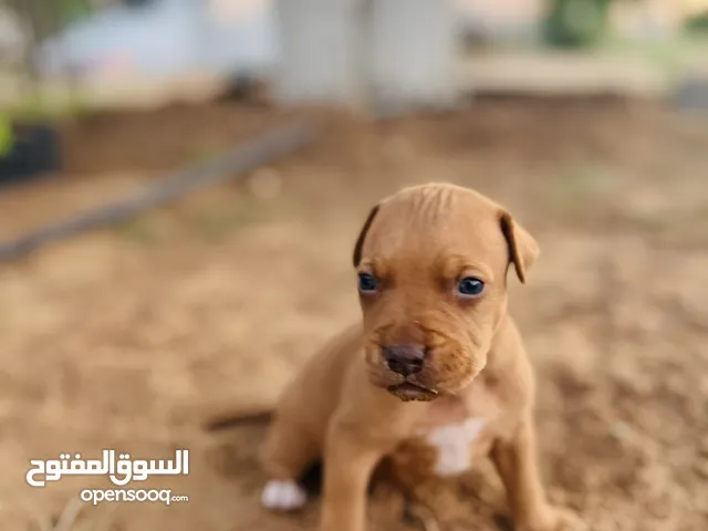 زوز جراوي بيتبول ذكر وانتايهً للبيع أو افاريً