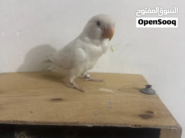 غدور نوعه روز للبيع  فول الافه صيحله يجيك ياكل من يدك وياه اكل ماته همينه عنوان بغداد