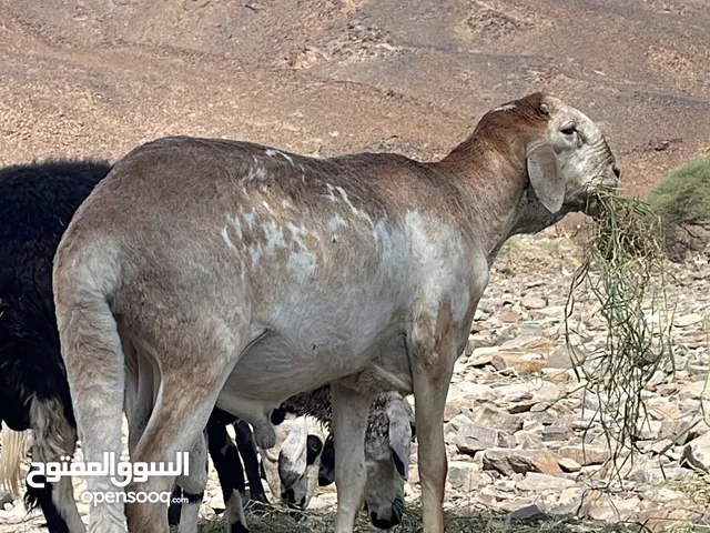 كبش سوداني للبيع او للبدل ب جعد