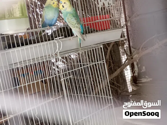طيور حب للبيع مكاني خور الزبير