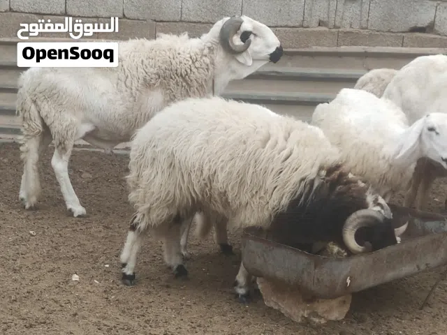 فحل هجين للبيع