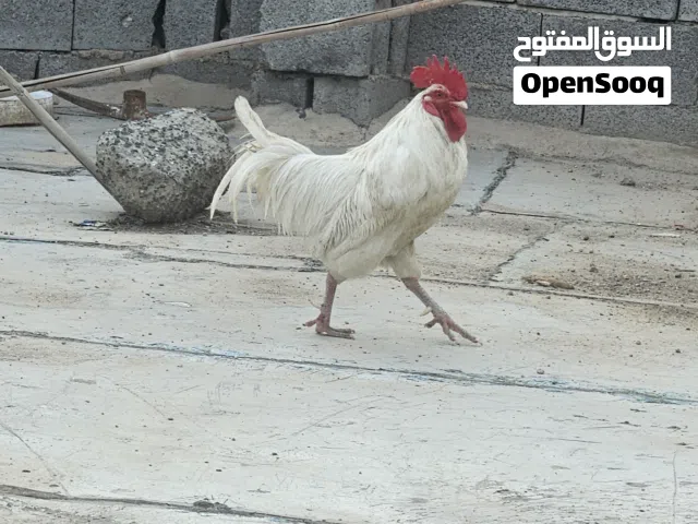 ديج للبيع بس ذيل مهلوس شرط الصحه والنضافه