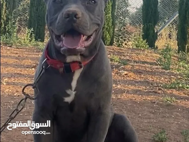 كلب بيتبول بلو نوز ذكر مش شرس