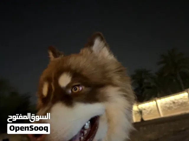 هاسكي سيبيري - Siberian Husky