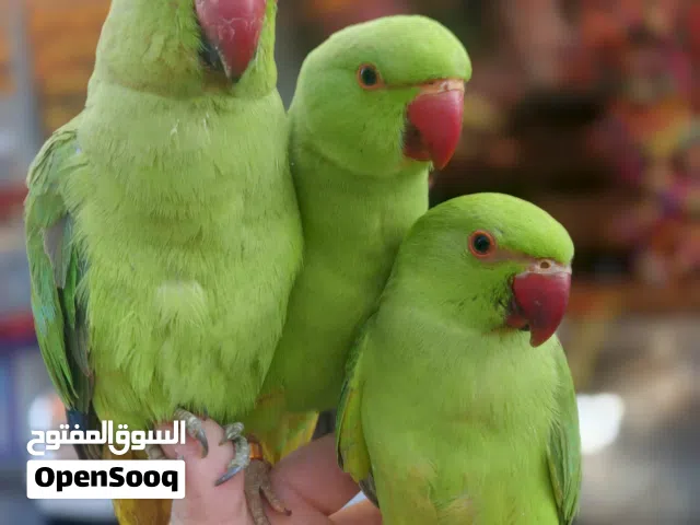 وصل بفضل الله كمية من ببغاء الدرة الهندي الاليف فراخ بلدية عمر 3شهور مفطومين طيور مميزة جدا