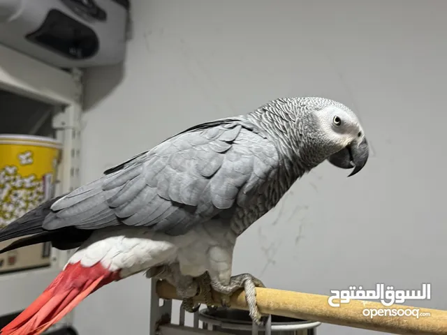 كاسكو العمر 4 سنوات متكلم اليف للبيع مع حميع ملحقاته بداعي السفر