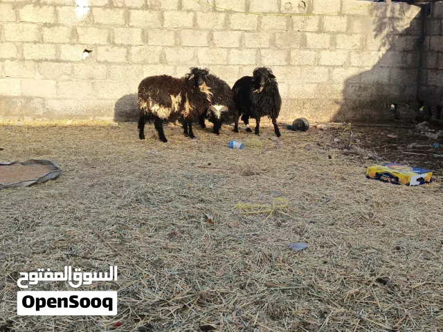 سلالة طيبة اصل