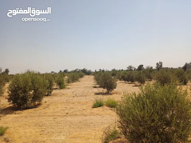 More than 6 bedrooms Farms for Sale in Suez Other