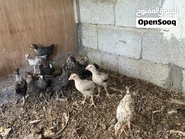 دجاج للبيع